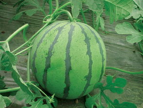 慈溪三北麥比拉果蔬農(nóng)場(chǎng)