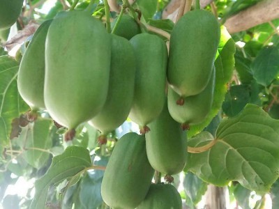 農之寶農寶商城信息屬于農之寶平臺(www.nzb555.com)包含蔬菜,水果,禽畜肉蛋,糧油米面,農資農機,種子種苗,水產,農副加工等產品類目,為廣大商家企業提供更便捷的交易方式。