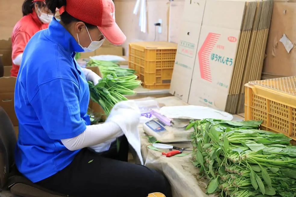 從田間到餐桌 真實(shí)的農(nóng)業(yè)種菜、加工與農(nóng)副產(chǎn)品收購(gòu)全貌