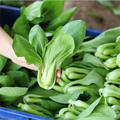 平湖飯?zhí)檬巢呐渌头?wù)公司 構(gòu)建從農(nóng)田到工廠食堂的高效供給鏈